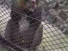 Amazing clip from a dilettante episode showing a little monkey at the zoo playing with his wang